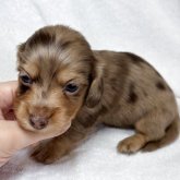 ミニチュアダックスフンド(ロング)