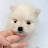 ポメラニアン