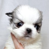 ペキチワ(チワワ×ペキニーズ)