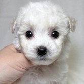 ビションフリーゼ