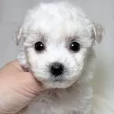 ビションフリーゼ