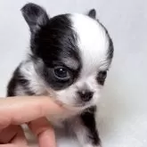 チワワ(ロング)