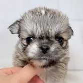 ペキチワ(チワワ×ペキニーズ)【東京都・男の子・2025年9月29日・フォーン】の写真1「ペキチワは独特な魅力があり、とても可愛らしいです✨」