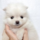 ポメラニアン