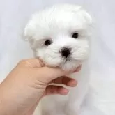 マルチーズ