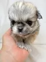 ペキチワ(チワワ×ペキニーズ)【東京都・男の子・2025年9月29日・フォーン】の写真2
