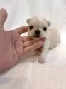 ペキチワ(チワワ×ペキニーズ)【東京都・男の子・2025年6月2日・クリームアンドホワイト】の写真11