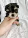 チワマル(チワワ×マルチーズ)【東京都・女の子・2025年4月13日・ブラックタン&ホワイト】の写真3