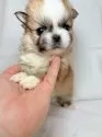 ペキチワ(チワワ×ペキニーズ)【東京都・男の子・2025年9月29日・レッドアンドホワイト】の写真4