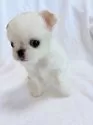 ペキチワ(チワワ×ペキニーズ)【東京都・男の子・2025年6月2日・クリームアンドホワイト】の写真2