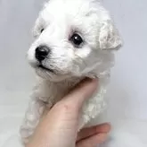 ビションフリーゼ【東京都・女の子・2025年9月21日・ホワイト】の写真4