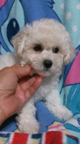 ID:1409-01485の子犬