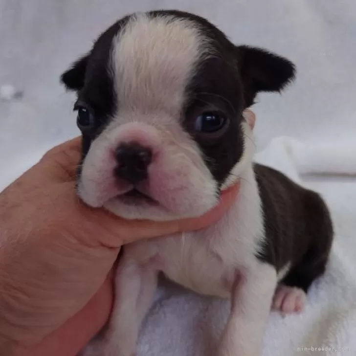 ID：2405-06951の子犬