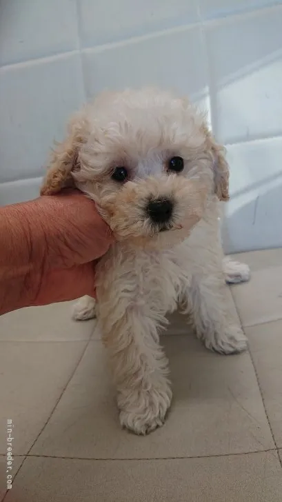 ID：2201-02006の子犬