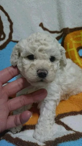 ID:1412-00073の子犬