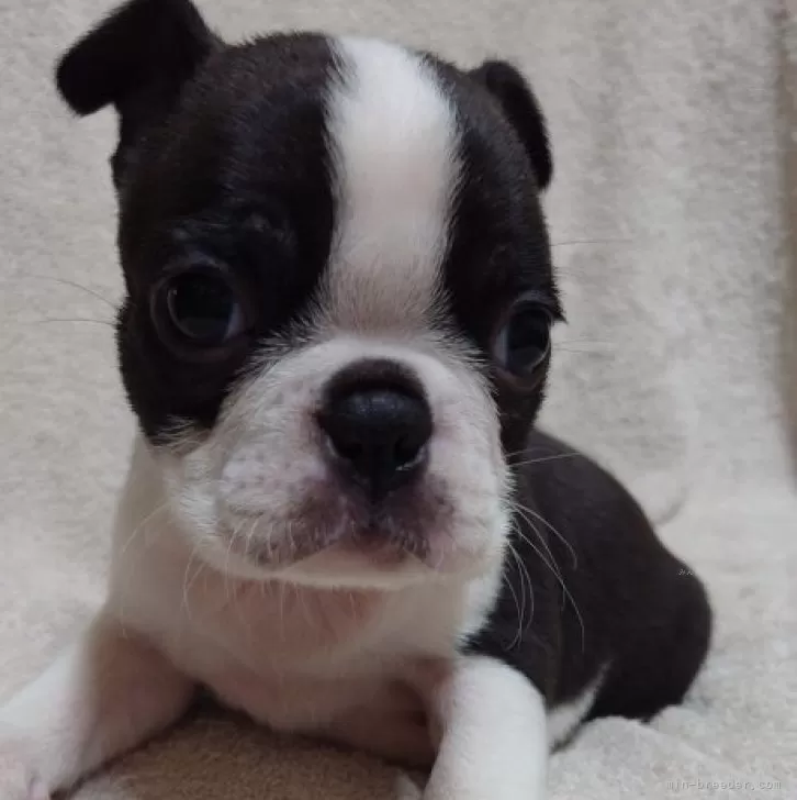 ID：2411-00541の子犬