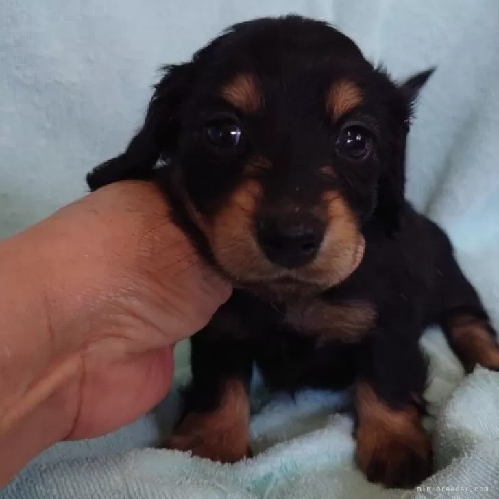 ID:2409-02500の子犬