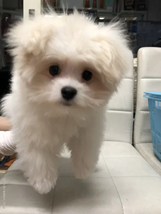 ID：2202-01294の子犬