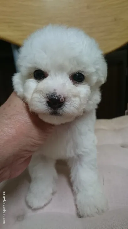 ID:1708-01399の子犬