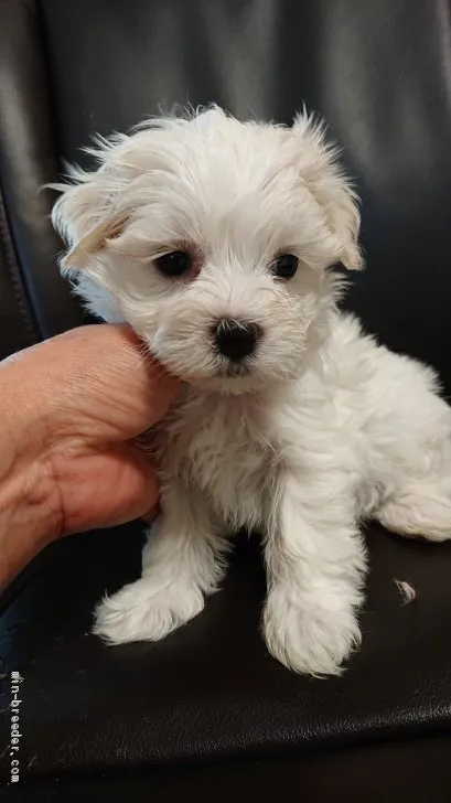 ID：2105-03123の子犬
