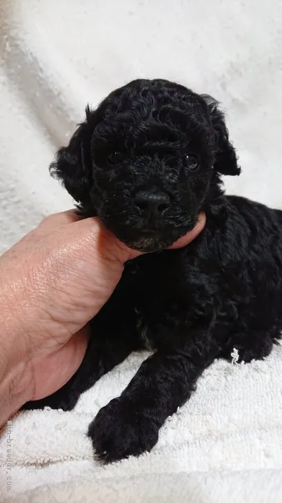 ID：2001-00921の子犬