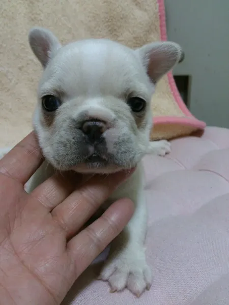 ID：1407-00276の子犬