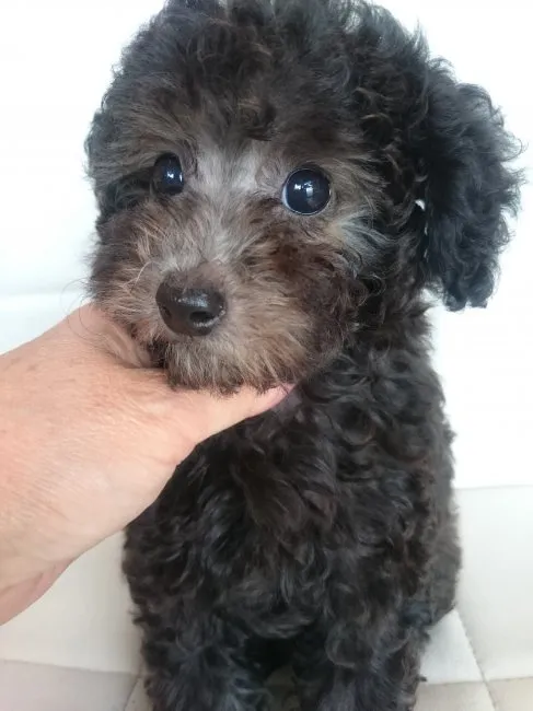 ID:1607-00138の子犬