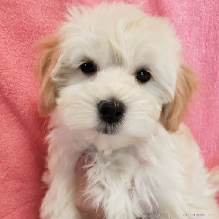 ID：2312-05892の子犬