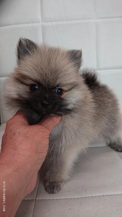 ID：2205-01292の子犬