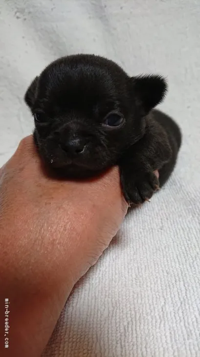 ID：1910-02530の子犬
