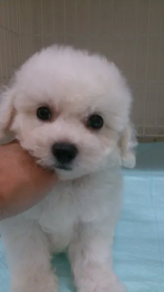ID:1409-01207の子犬