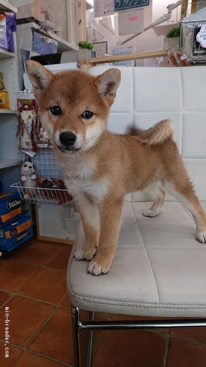 ID:2010-02815の子犬