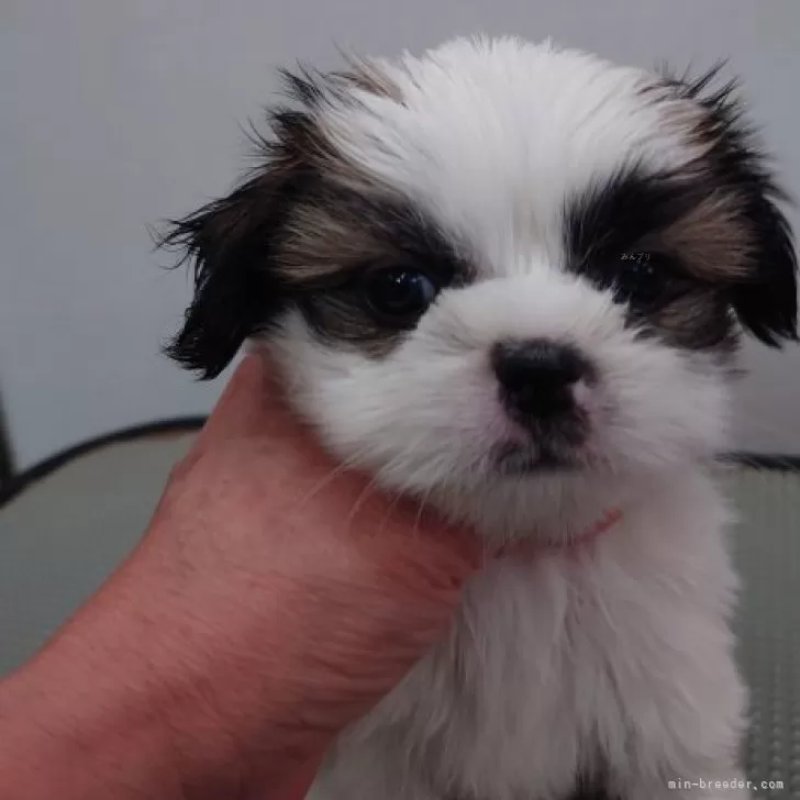 ID：2408-00932の子犬