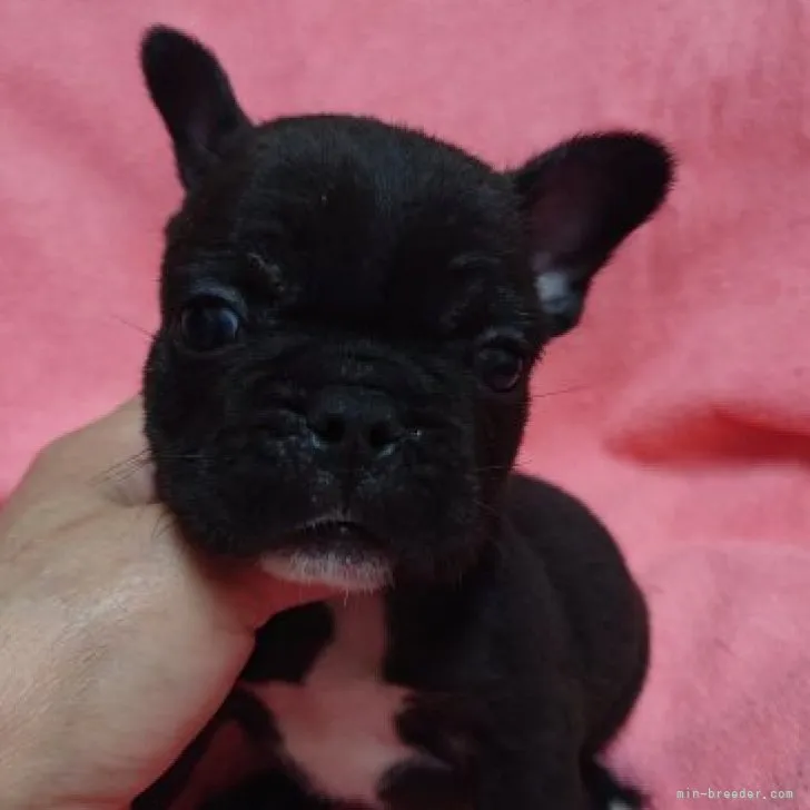 ID：2308-04156の子犬