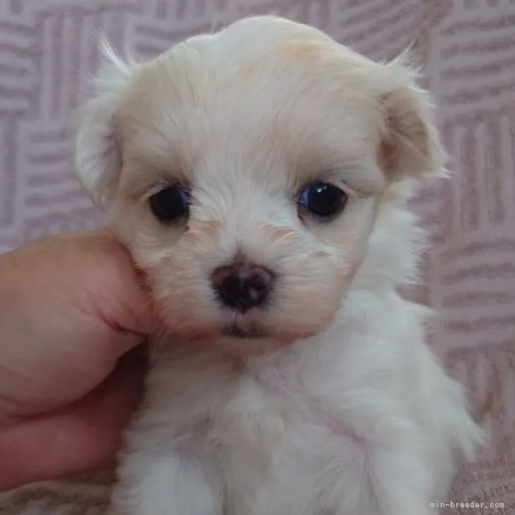 ID:2308-00904の子犬