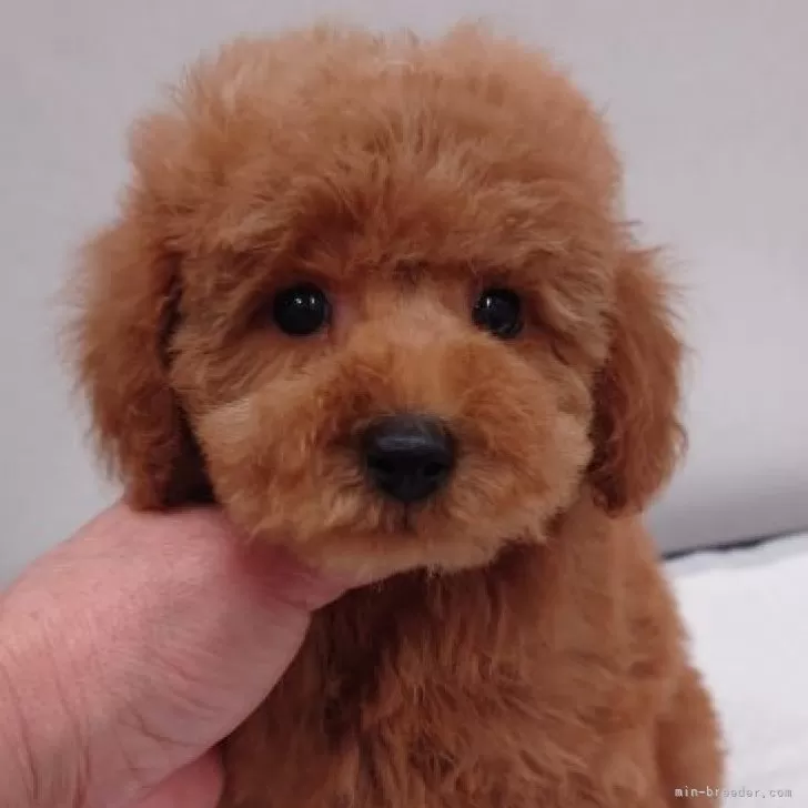 ID:2311-05677の子犬