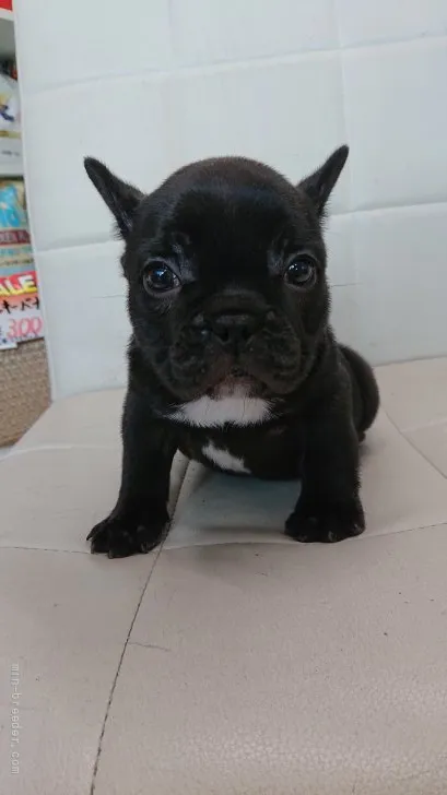 ID：2108-02927の子犬