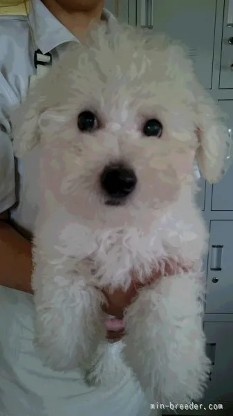 ID:1506-00426の子犬