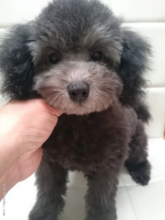 ID：1901-01254の子犬