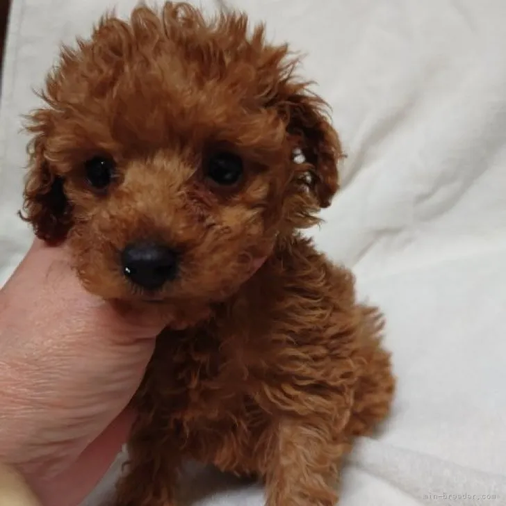 ID:2301-02595の子犬