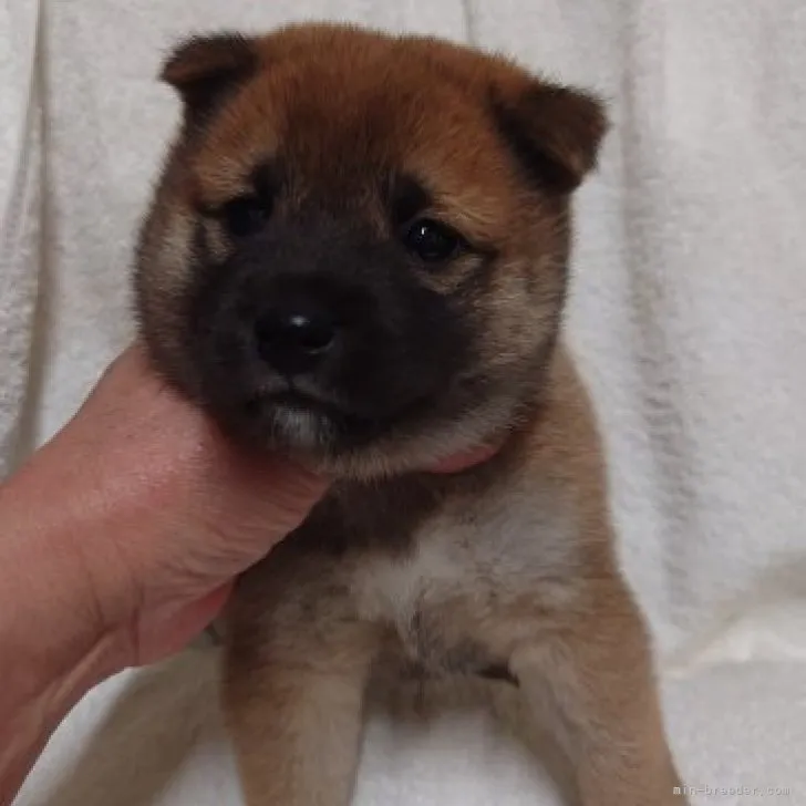 ID:2311-01540の子犬