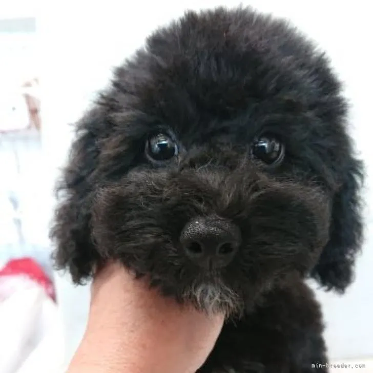 ID：2207-02622の子犬