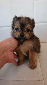 父親 チワワ  母親 ヨークシャテリア【東京都・男の子・2021年1月20日・レッド】の写真「大きな目の子です」