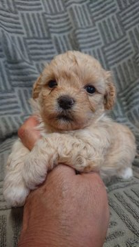 マルプー【東京都・女の子・2021年8月25日・アプリ】の写真「鼻先の詰まった子」