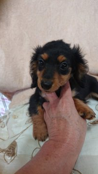 ミニチュアダックスフンド(ロング)【東京都・女の子・2020年2月25日・ブラック&タン】の写真「父親 カニヘン」