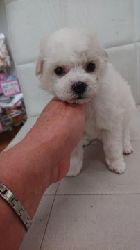 ビションフリーゼ【東京都・女の子・2020年12月10日・ホワイト】の写真「毛量抜群な子」