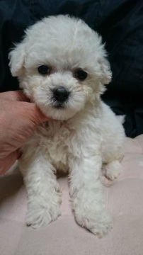 ビションフリーゼ【東京都・男の子・2017年12月17日・ホワイト】の写真「鼻先の短い仔　両親チャンピオン直子」