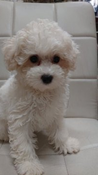 ビションフリーゼ【東京都・女の子・2021年7月15日・ホワイト】の写真「両親チャンピオン直子」