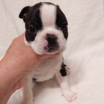 ボストンテリア【東京都・女の子・2023年1月27日・ボストンカラー】の写真「まん丸顔さん」