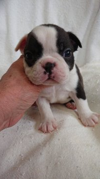 ボストンテリア【東京都・男の子・2022年4月18日・ボストンカラー】の写真「おとなしい家系の子」